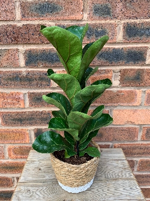 3. Ficus Lyrata ‘Bambino’