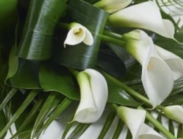 Contemporary Calla Sheaf Co op