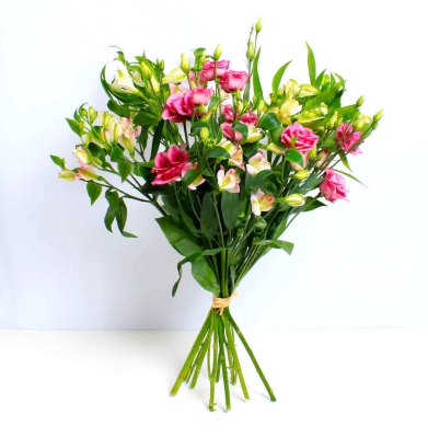 Elegant Alstroemeria
