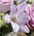Lilac Wreath