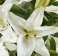 Single Ended   Tear Drop Lily Spray