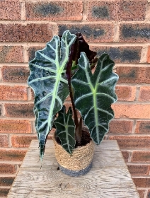 1. Alocasia ‘Polly’