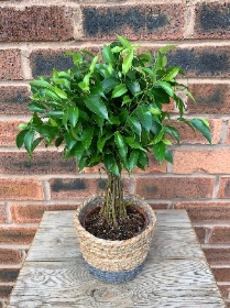 2. Ficus Benjamina