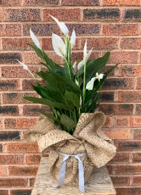 8. Spathiphyllum Bingo (Peace Lily)